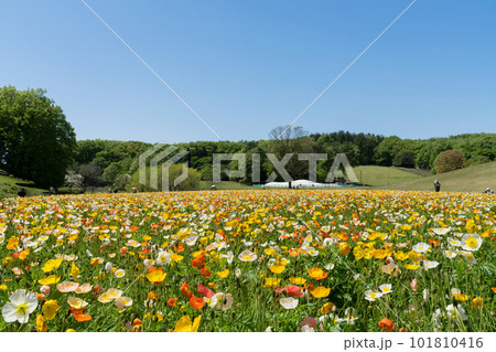 ポピーの花畑 ポピーの花畑 101810416