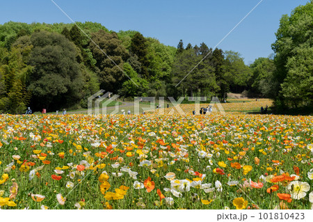ポピーの花畑 ポピーの花畑 101810423
