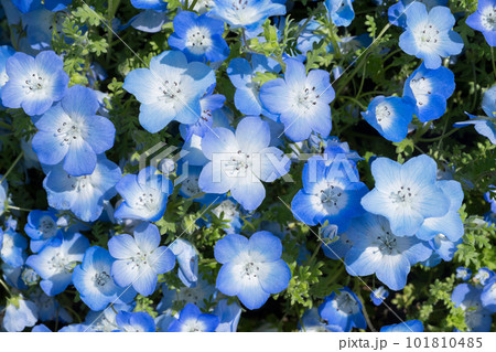 ネモフィラの花 ネモフィラの花 101810485