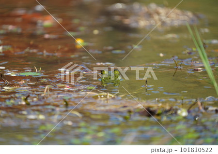 公園の池に住む大きなカエルのウシガエル 101810522