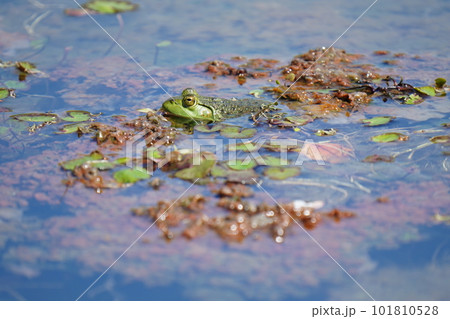 公園の池に住む大きなカエルのウシガエル 101810528
