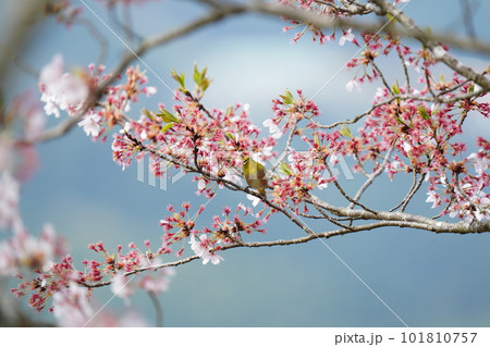 満開のピークを過ぎた桜の花の蜜を吸うメジロ 101810757
