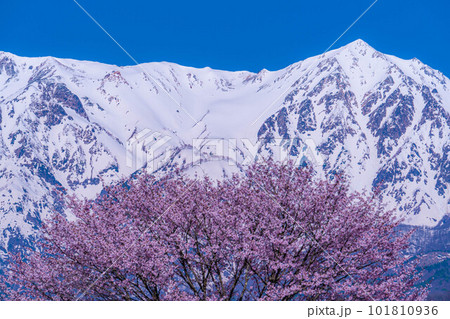 【春素材】信州・野平地区の一本桜【長野県】 【春素材】信州・野平地区の一本桜【長野県】 101810936
