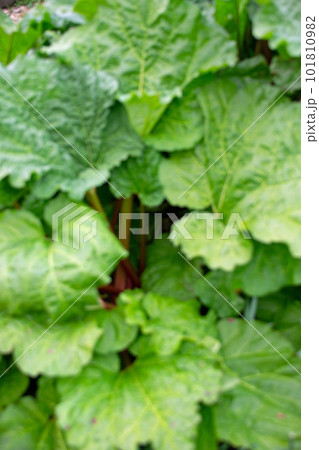 ルバーブ ルバーブ 101810982