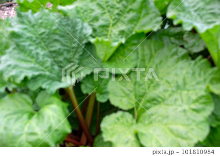 ルバーブ ルバーブ 101810984