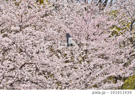 長居植物園の青鷺と桜 長居植物園の青鷺と桜 101811439
