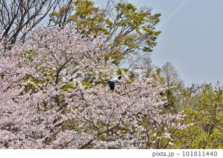 長居植物園の青鷺と桜 長居植物園の青鷺と桜 101811440