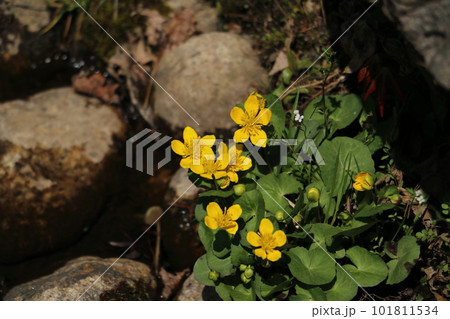 南湖のほとり翠楽園の小川に咲くリュウキンカ 101811534