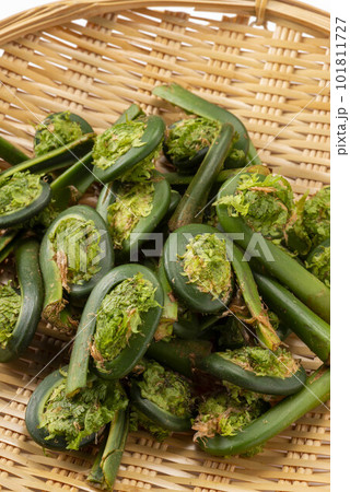 春の山菜で美味しいこごみ 101811727