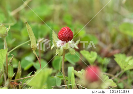 ヘビイチゴの実 ヘビイチゴの実 101811883