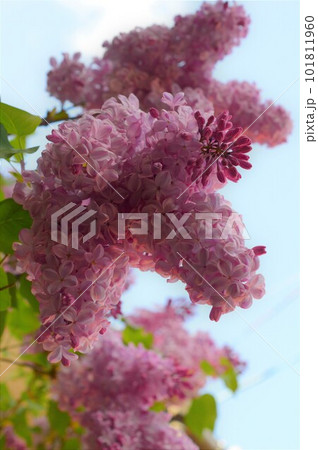 空に映えるムラサキハシドイ(紫丁香花)ライラックの花 空に映えるムラサキハシドイ(紫丁香花)ライラックの花 101811960