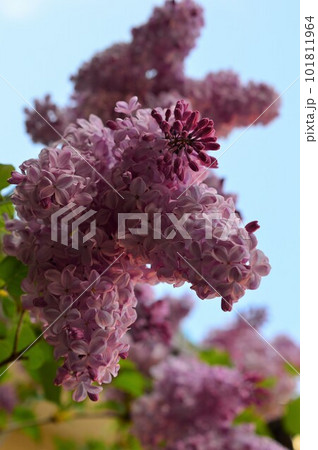 空に映えるムラサキハシドイ(紫丁香花)ライラックの花 空に映えるムラサキハシドイ(紫丁香花)ライラックの花 101811964