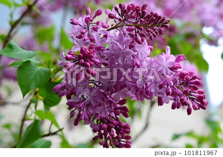 ムラサキハシドイ（紫丁香花）ライラックの写真素材 [101811967] - PIXTA