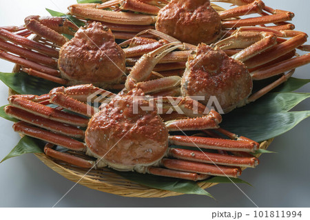 新鮮で美味しいずわい蟹 101811994