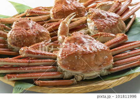新鮮で美味しいずわい蟹 新鮮で美味しいずわい蟹 101811996