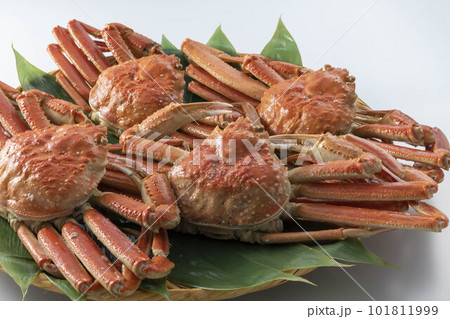 新鮮で美味しいずわい蟹 新鮮で美味しいずわい蟹 101811999