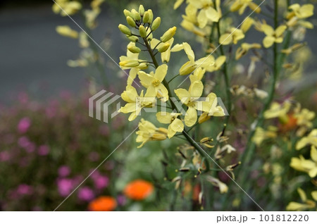 ハボタンの花 ハボタンの花 101812220