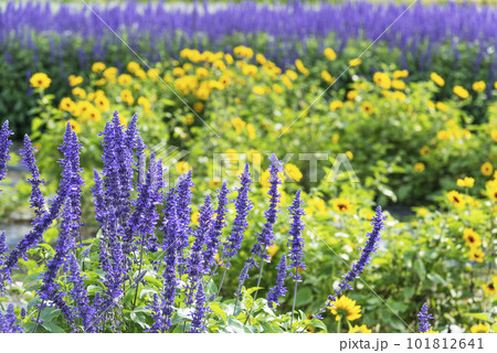 ブルーサルビア　滝野すずらん丘陵公園　札幌市 101812641