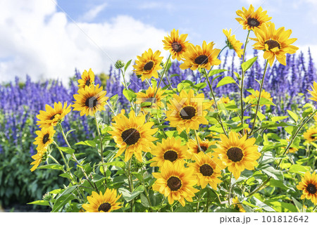 ひまわり　滝野すずらん丘陵公園　札幌市 101812642