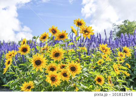 ひまわり　滝野すずらん丘陵公園　札幌市 101812643