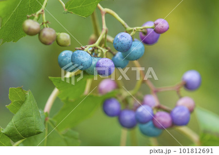 ノブドウ　石狩市 101812691