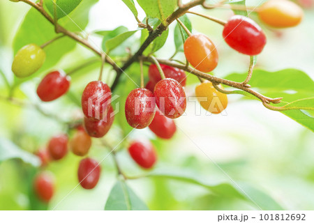 ナツグミ 札幌市 ナツグミ 札幌市 101812692