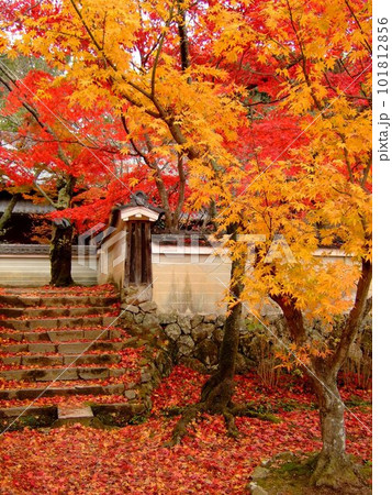 勝持寺の紅葉 勝持寺の紅葉 101812856