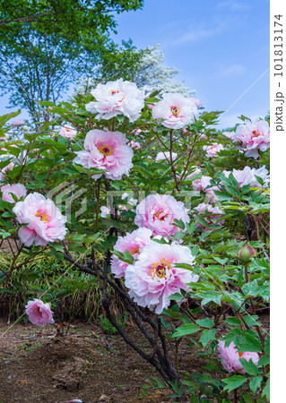 ピンクと白のグラデーションのボタンの花の写真素材 [101813174] - PIXTA