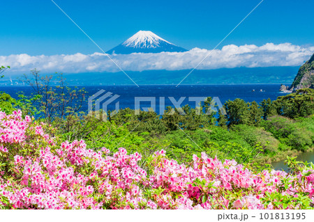 (静岡県)ツツジ咲く西伊豆井田から望む富士山 (静岡県)ツツジ咲く西伊豆井田から望む富士山 101813195
