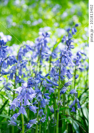 林の中で咲くシラーカンパニュラータの花 101813402