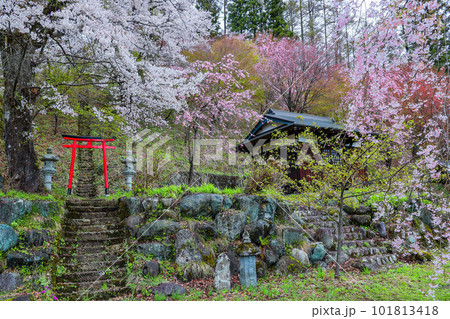 伝行院の桜 101813418