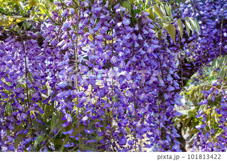 薄紫色の藤の花のクローズアップ 薄紫色の藤の花のクローズアップ 101813422