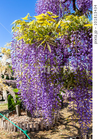 丘陵ガーデンの藤の花 101813434