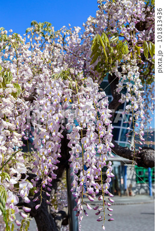 丘陵ガーデンの藤の花 101813436