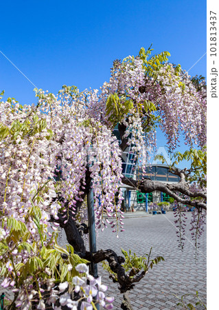 丘陵ガーデンの藤の花 101813437