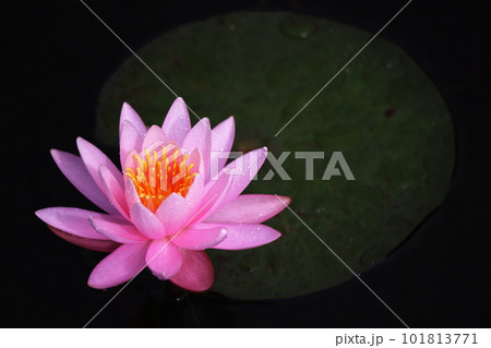 美しいピンクの睡蓮の花 101813771