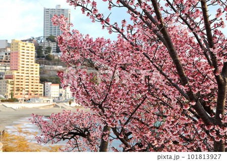 静岡県　熱海温泉　あたみ桜 101813927