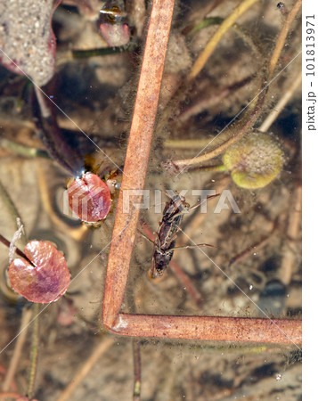 水生昆虫 マツモムシ 水生昆虫 マツモムシ 101813971
