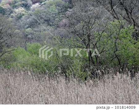 新緑の季節 矢田川上流の湿地植生 新緑の季節 矢田川上流の湿地植生 101814009