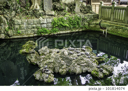 千葉県 成田山新勝寺 石段横の亀の岩 千葉県 成田山新勝寺 石段横の亀の岩 101814074