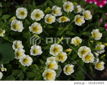 白い絞り模様のペチュニアの花 白い絞り模様のペチュニアの花 101814093