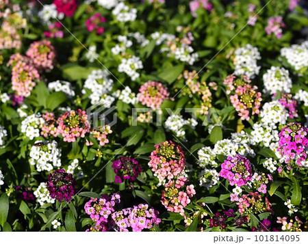 カラフルな色のスイートアリッサムの花 101814095