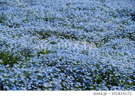 ネモフィラの花が咲く　国営ひたち海浜公園の風景 101814172