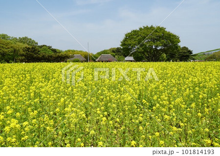 菜の花が咲く　国営ひたち海浜公園の風景 101814193
