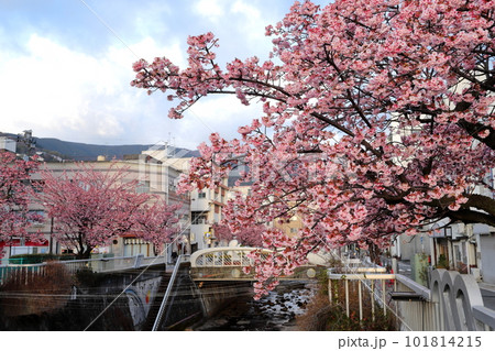 静岡県 熱海温泉 あたみ桜 静岡県 熱海温泉 あたみ桜 101814215