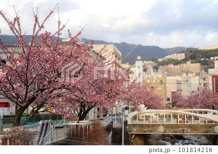 静岡県　熱海温泉　あたみ桜 101814216