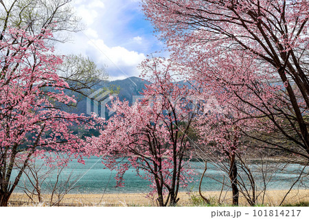青木湖と大山桜 101814217