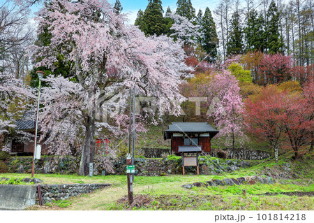 伝行院の徹然桜 伝行院の徹然桜 101814218