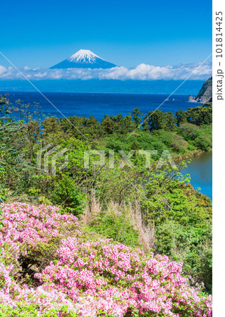 （静岡県）ツツジ咲く西伊豆井田から望む富士山 101814425
