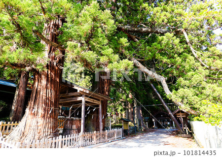 仁科神明宮三本杉 101814435